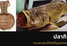 ปลากิมจี้คือปลาอะไร ทำไมถึงแพง